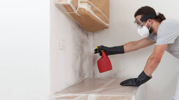 Basement Mold Remediation treatment on basement walls in Harrellsville